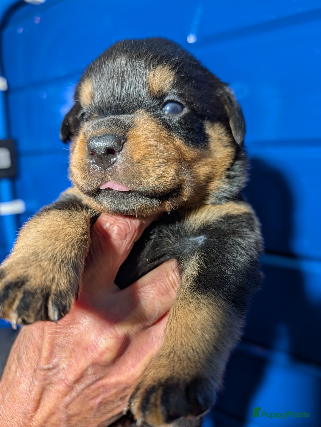 Rottweiler honden te koop: Zeer mooie rottweiler pups   - Advertentie 33