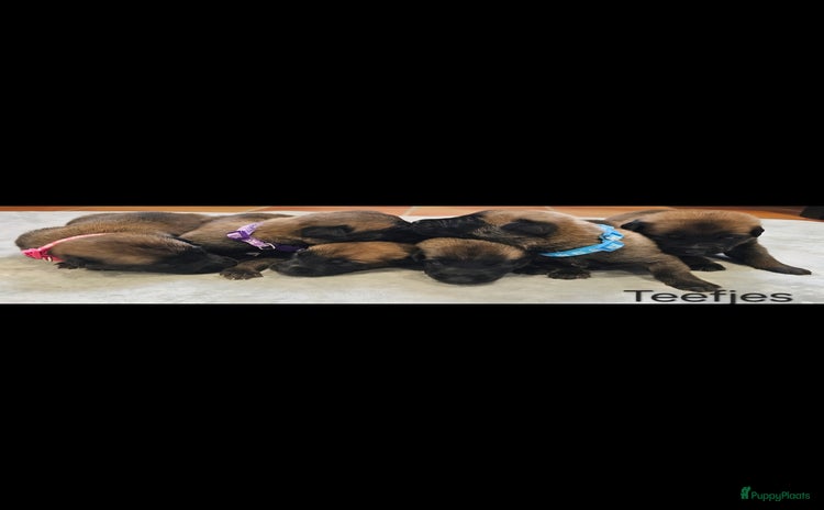 Mechelse Herder honden - Advertentie 1