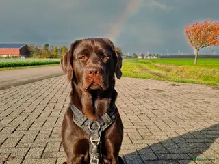 Labrador Retriever honden Bruine labrador pups verwacht 🐾 - Advertentie 1