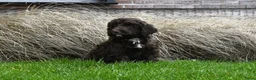 Australian Labradoodle honden te koop: Prachtige Chocolade bruine Labradoodle pup - Advertentie 10