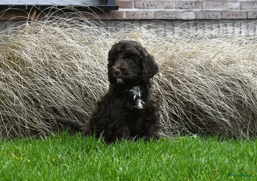 Australian Labradoodle honden te koop: Prachtige Chocolade bruine Labradoodle pup - Advertentie 10
