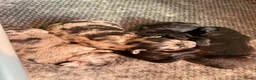 Kruising honden te koop: 🐾 4 Teddypoo pups geboren |ToyPoedelXTeddydog 🤎 - Advertentie 2