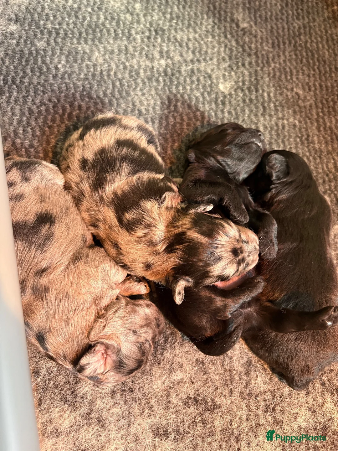 Kruising honden te koop: 🐾 4 Teddypoo pups geboren |ToyPoedelXTeddydog 🤎 - Advertentie 2
