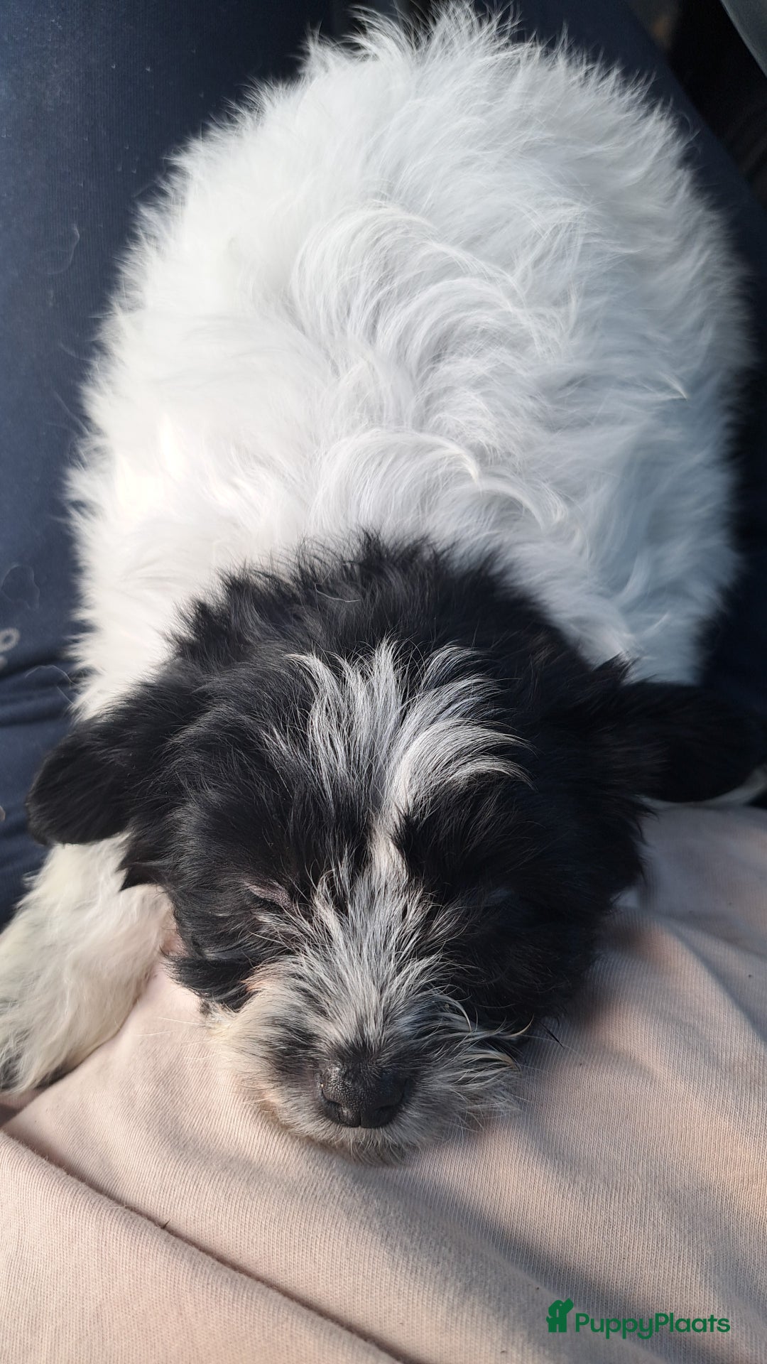 Kruising honden te koop: De mooiste Toy PapilLa - Advertentie 6