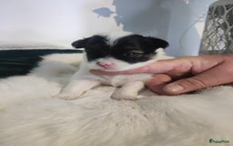 Maltipoo honden te koop: Prachtige pups maltipoo-pomerian in Helmond - Afbeelding 17