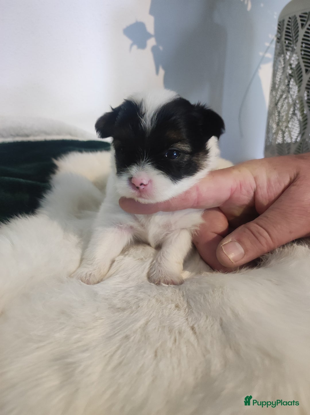 Maltipoo honden te koop: Prachtige pups maltipoo-pomerian in Helmond - Afbeelding 17