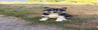 Pomsky 5 - Kiwi