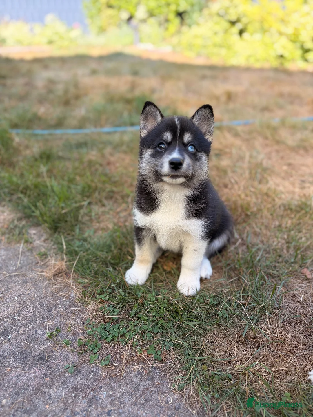 Pomsky honden te koop: Pomsky puppy’s F3 - Advertentie 2