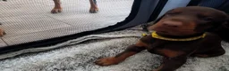 Dobermann honden te koop: 3 Dobermann pups  zoeken  een goud mandje  - Advertentie 10
