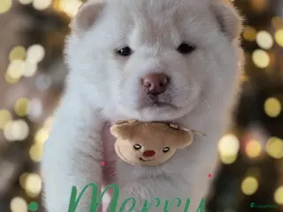 Kruising honden Prachtige Pomsky x Shiba pups - Advertentie 3