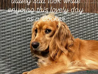 Kruising honden Zeer leergieriger Sprocker meisje - Advertentie 1