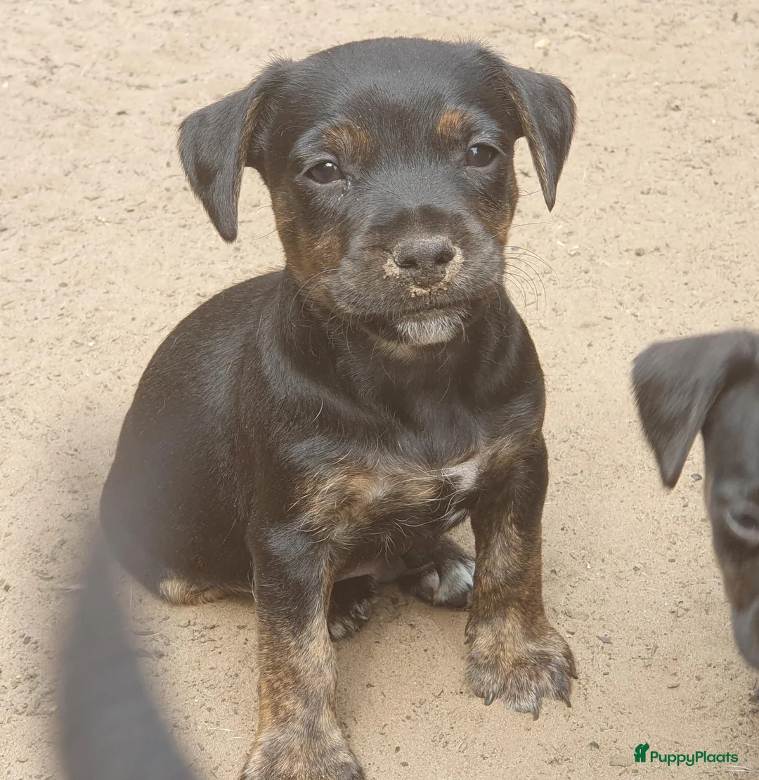 Jack Russel Terriër honden te koop: Lieve Jack Russell pups zoeken een liefdevol thuis - Advertentie 23