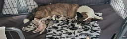 Welsh Corgi Cardigan honden te koop: Welsh corgi cardigan pups, blue merle - Advertentie 18