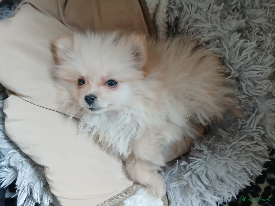 Pomchi honden te koop: Prachtig pomchi teefje - Advertentie 6