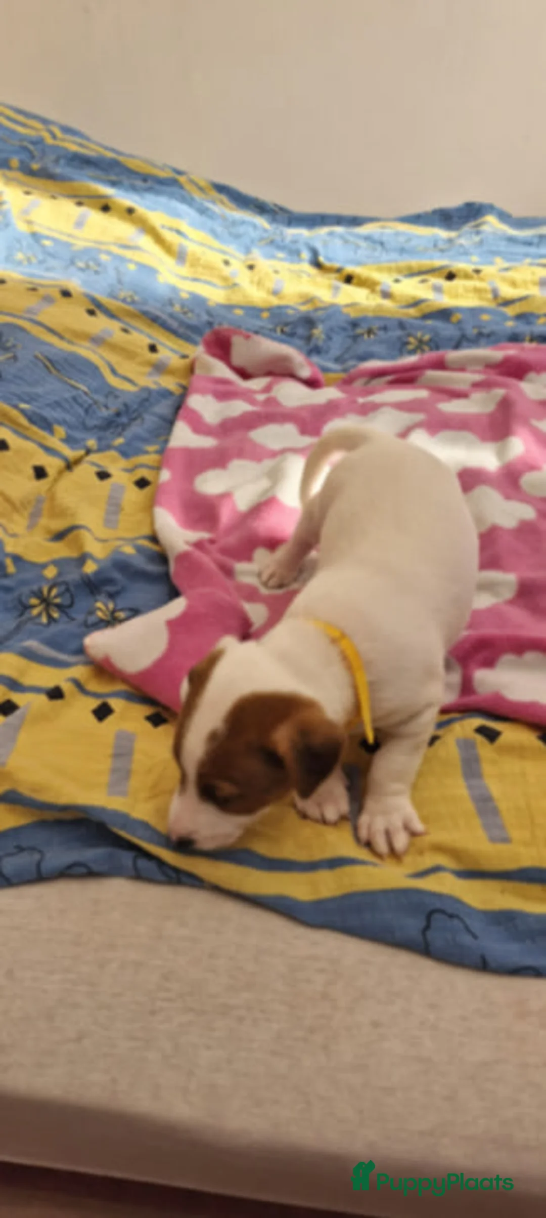Jack Russel Terriër honden te koop: Jack Russell terrier pups in Den Haag - Advertentie 2