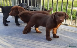 Labrador Retriever honden te koop: Bruin reutje - Afbeelding 3