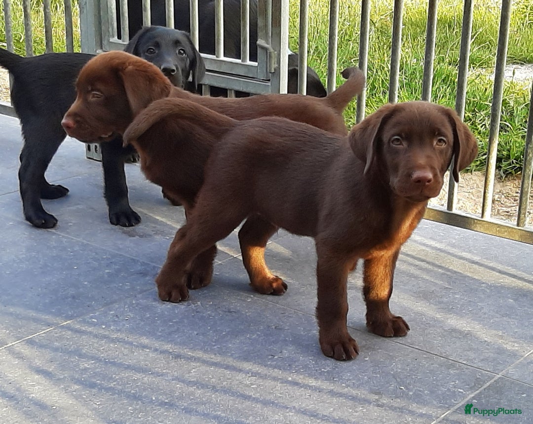 Labrador Retriever honden te koop: Bruin reutje - Afbeelding 3