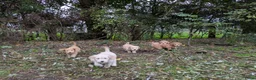 Goldendoodle honden te koop: Golden doodle pups  - Advertentie 7