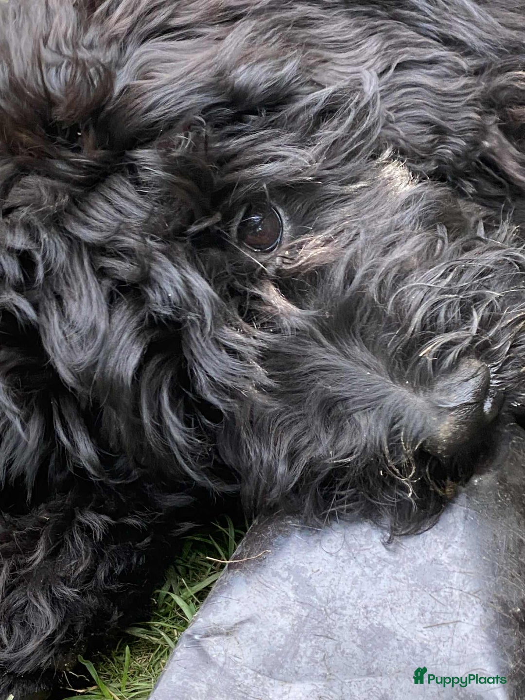 Labradoodle honden te koop: Supermooie labradoodles - Afbeelding 13