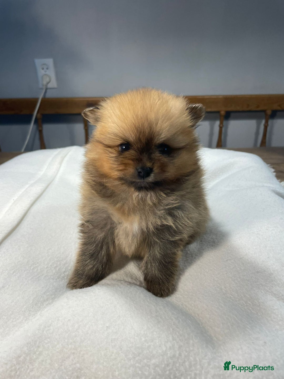 Pomeriaan honden te koop: 3 schattige Pomeriaan pups orange sable 5 wk - Advertentie 7
