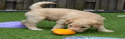 Labradoodle honden te koop: Poedel outcross pups | DNA-geteste ouderdieren - Advertentie 18