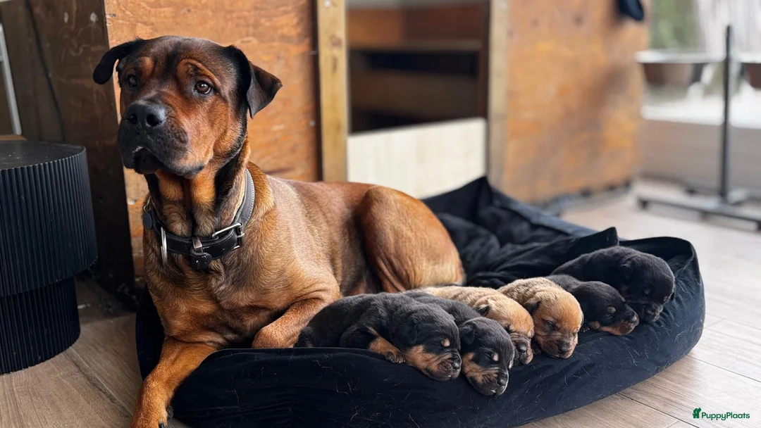 Kruising honden te koop: Prachtige mastweiler pups - Advertentie 1