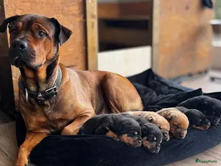 Kruising honden Prachtige mastweiler pups - Advertentie 6