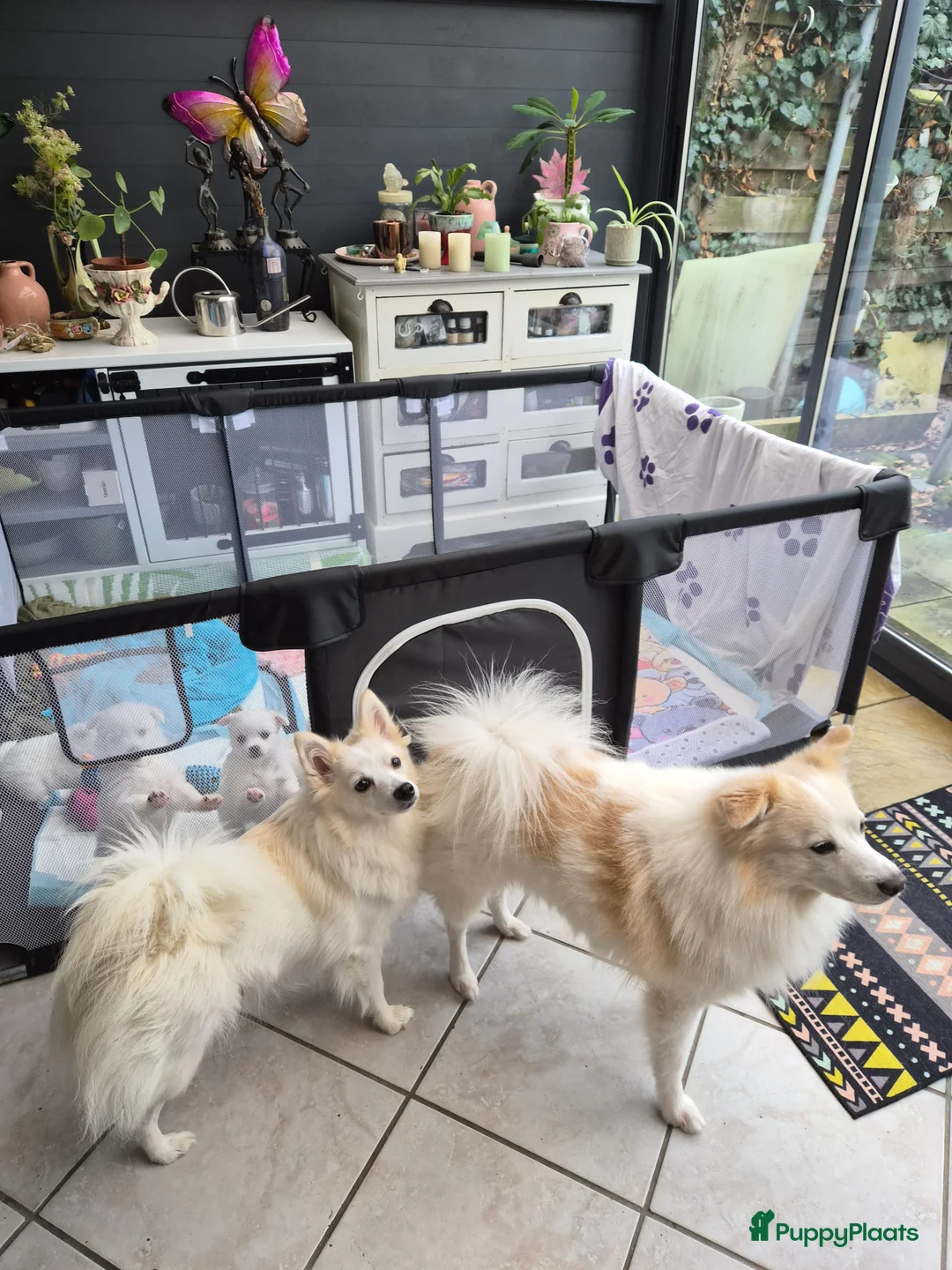 Keeshond honden te koop: Kleine keeshond in Meteren - Advertentie 2