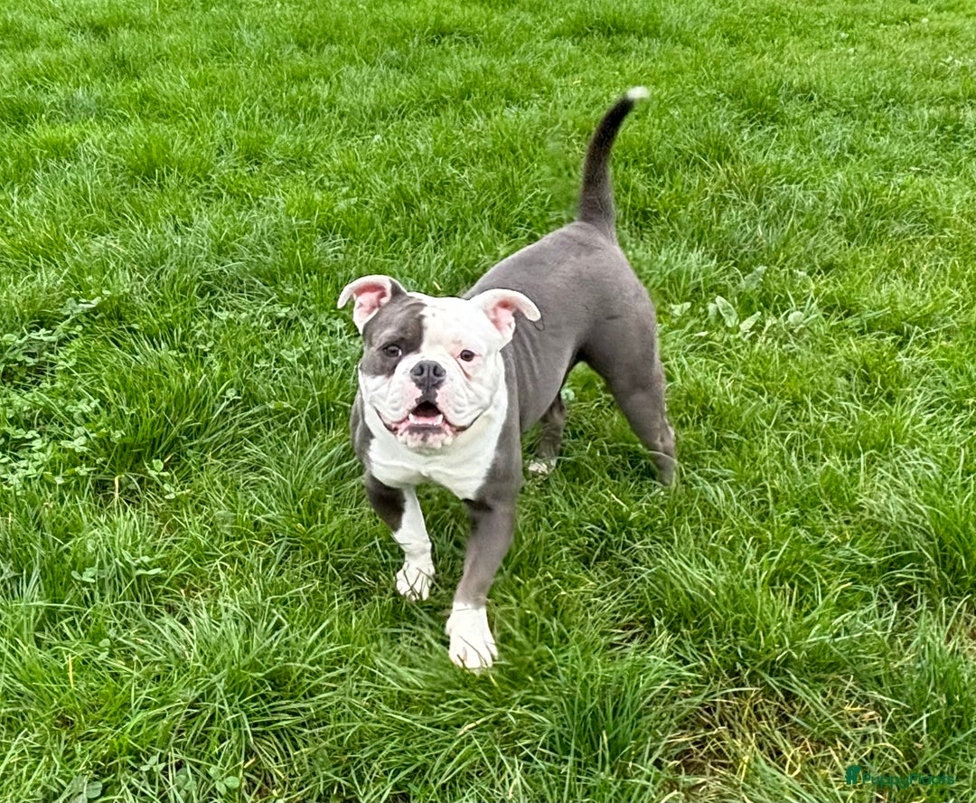 Old English Bulldog honden te koop: Old english Bulldog pups uit geteste ouders - Afbeelding 15