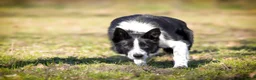 Border Collie honden te koop: Bordercollie pups uit werklijn met isds stamboom in Echtenerbrug - Advertentie 4