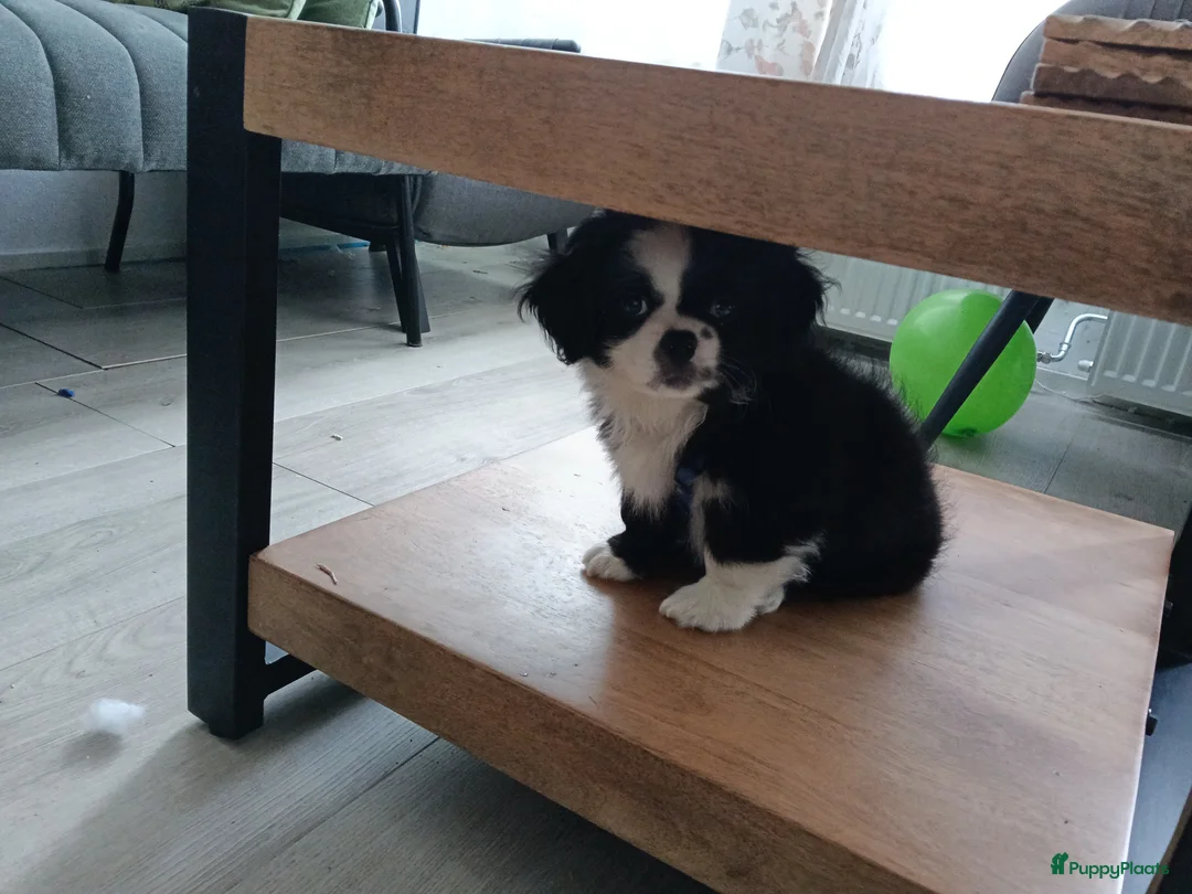 Kruising honden te koop: Leuke lieve puppy  - Advertentie 9