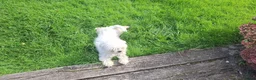 Maltezer honden te koop: Maltezer reutje. Rasecht. 1 jaar - Advertentie 2