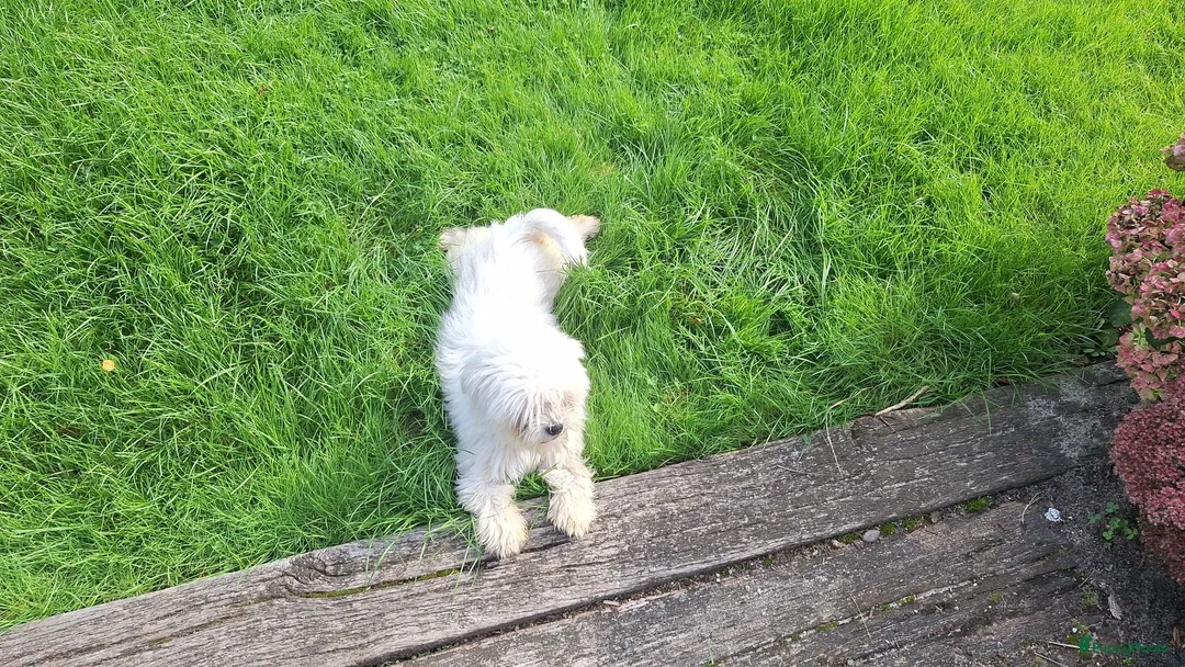 Maltezer honden te koop: Maltezer reutje. Rasecht. 1 jaar - Advertentie 2