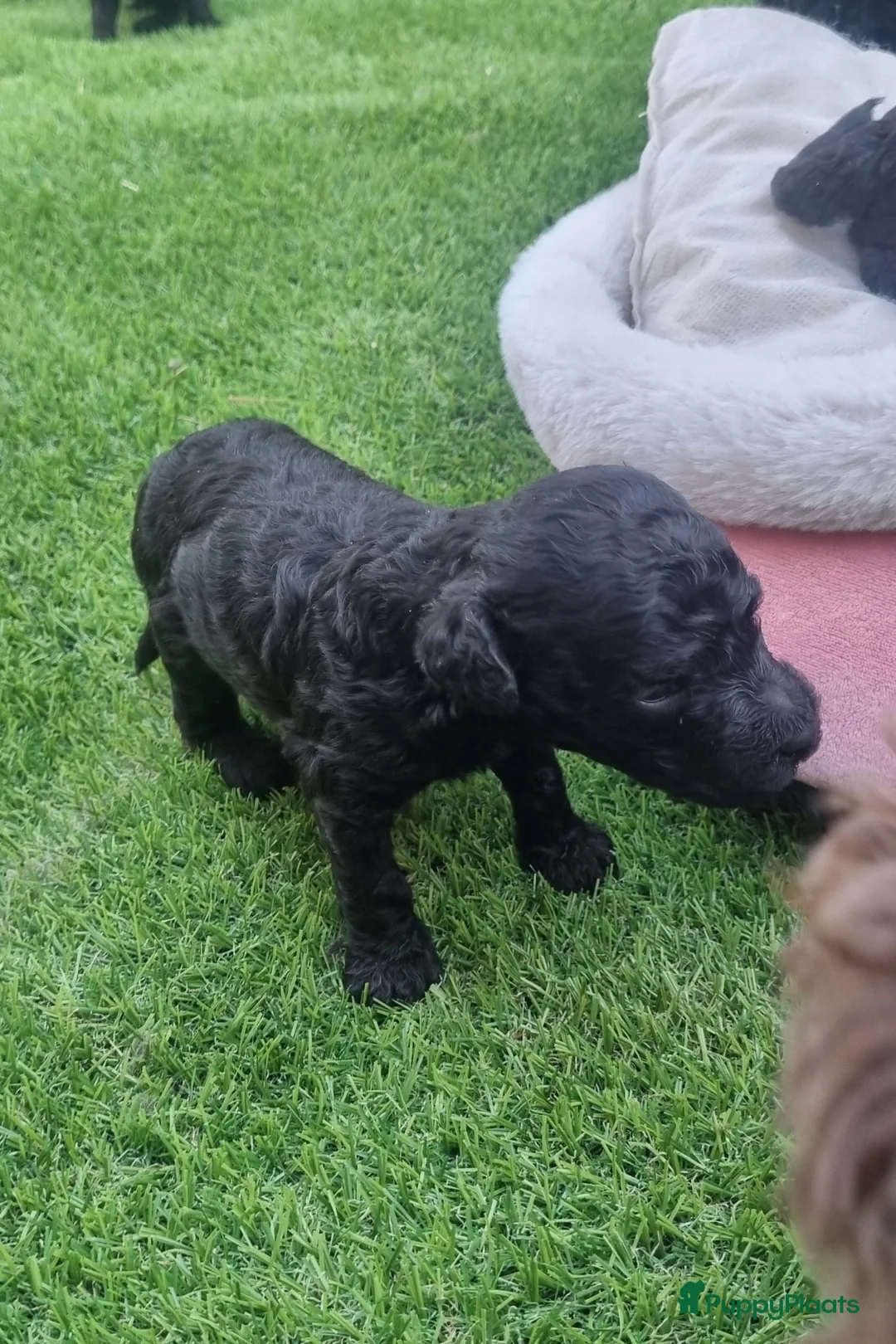 Labradoodle honden te koop: Mooie mini tot medium echt zwart pupjes - Advertentie 10