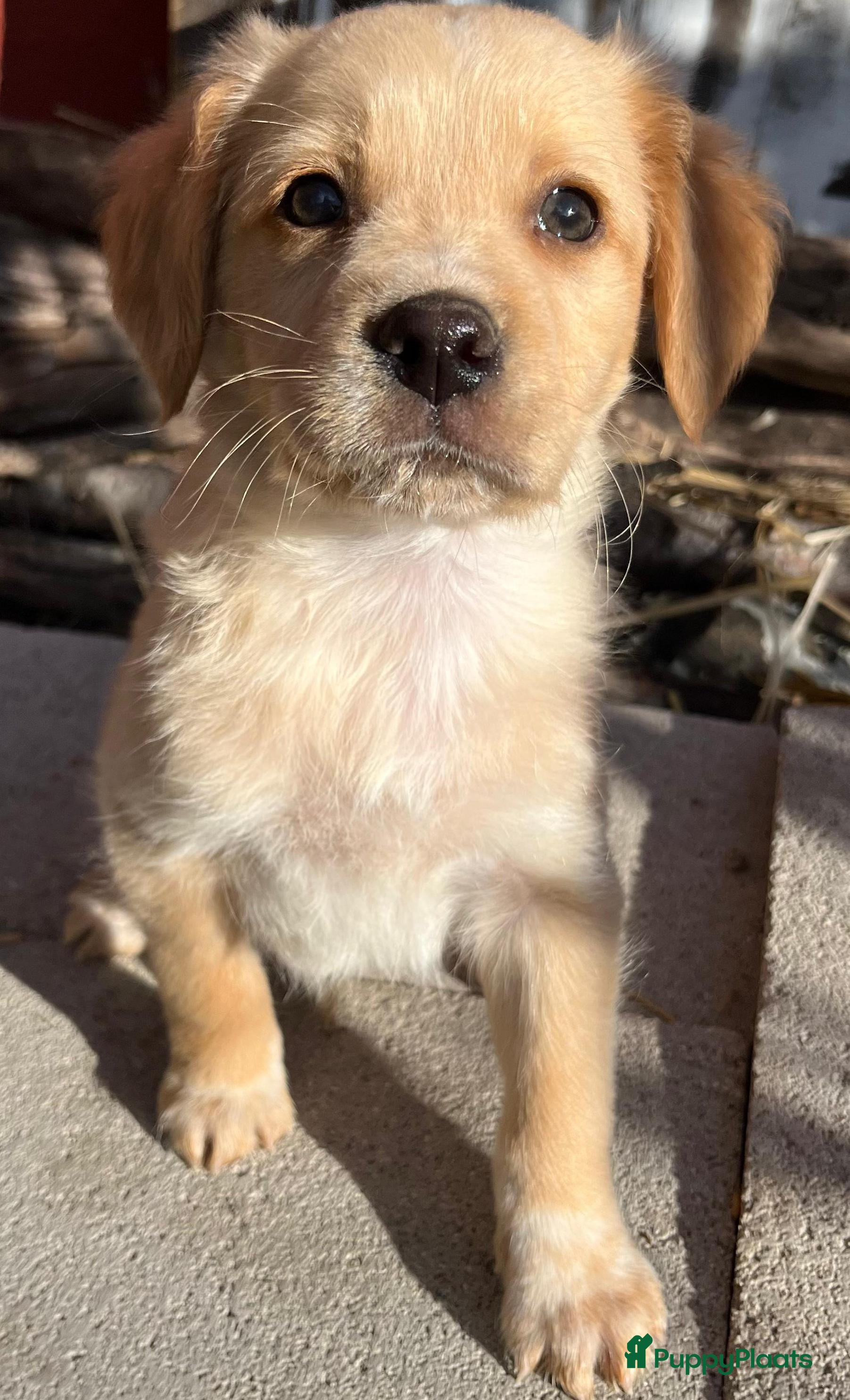 Kruising honden zoefy waar mag je mandje komen te staan? - Advertentie 7