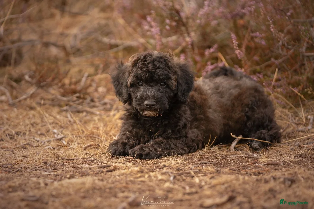 Kruising honden te koop: Dwergpoedel x Boompoo pups  - Advertentie 2
