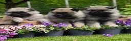 Keeshond honden te koop: Grote grijze keeshond puppy's  - Advertentie 4