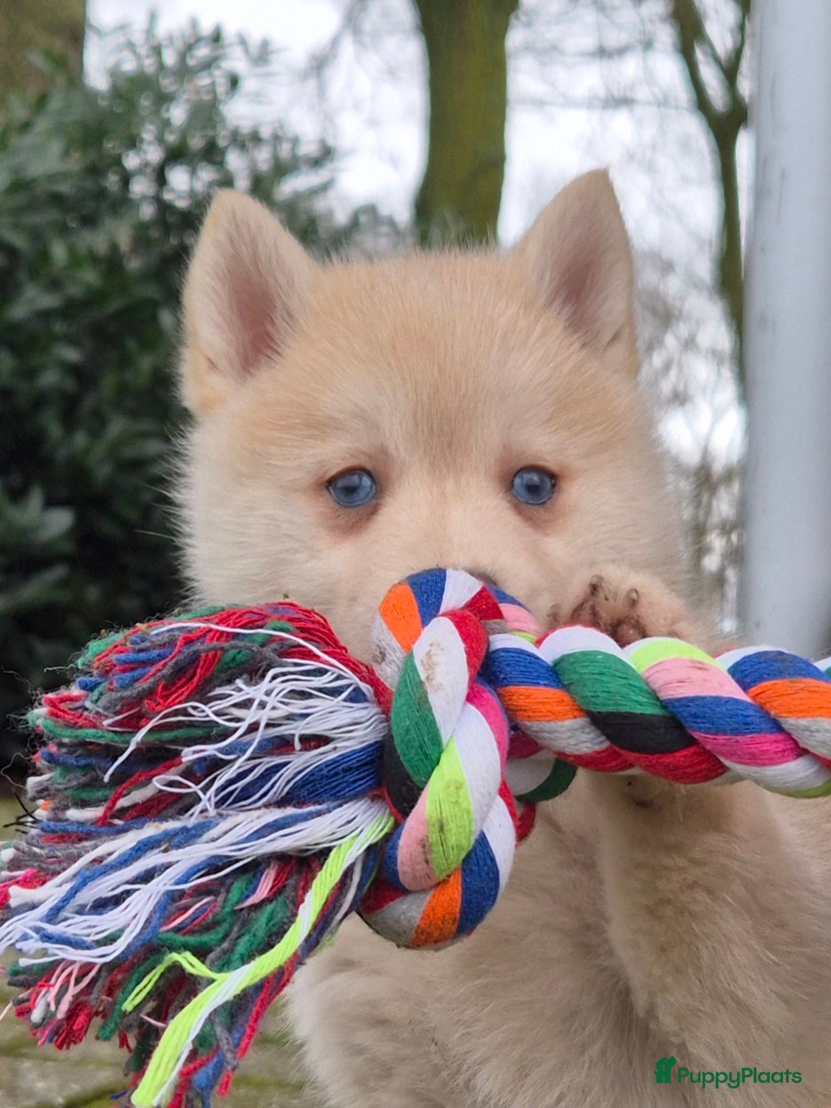 Kruising honden Pomsky x Shiba inu pups - Advertentie 1