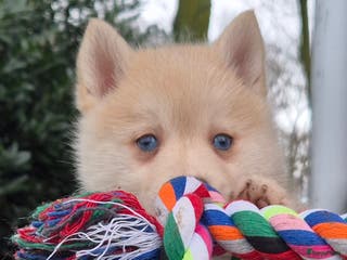 Kruising honden Pomsky x Shiba inu pups - Advertentie 1