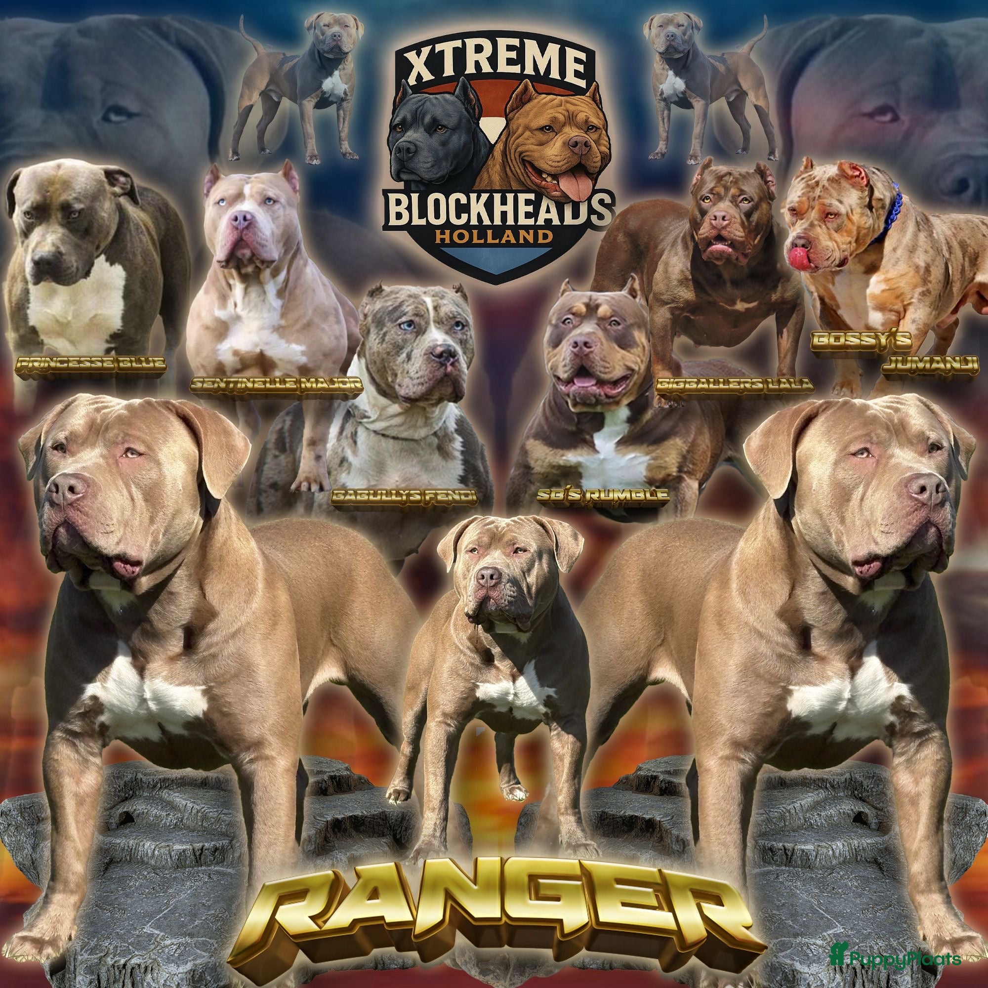 Amerikaanse Bully honden ter dekking: Zeer mooie American Bully dekreu beschikbaar - Advertentie 1