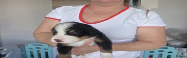 Berner Sennenhond Puppy 3