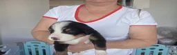 Berner Sennenhond honden te koop: Prachtig nest Berner Sennenhond pups beschikbaar - Advertentie 9