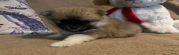 Pomeriaan honden te koop: Schattige Pomeriaanpups  in Putte - Advertentie 3