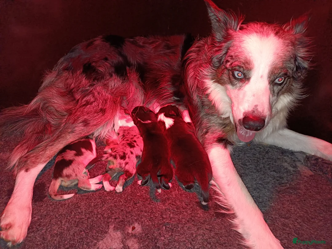 Border Collie honden te koop: Nog 1 reutje beschikbaar uit nest van 5 - Advertentie 2