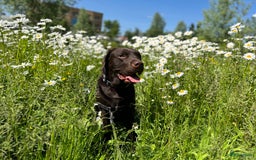 Labrador Retriever honden ter adoptie: Our Beloved Chocolate Lab Needs a New Home ❤️‍🩹🐶 - Afbeelding 5