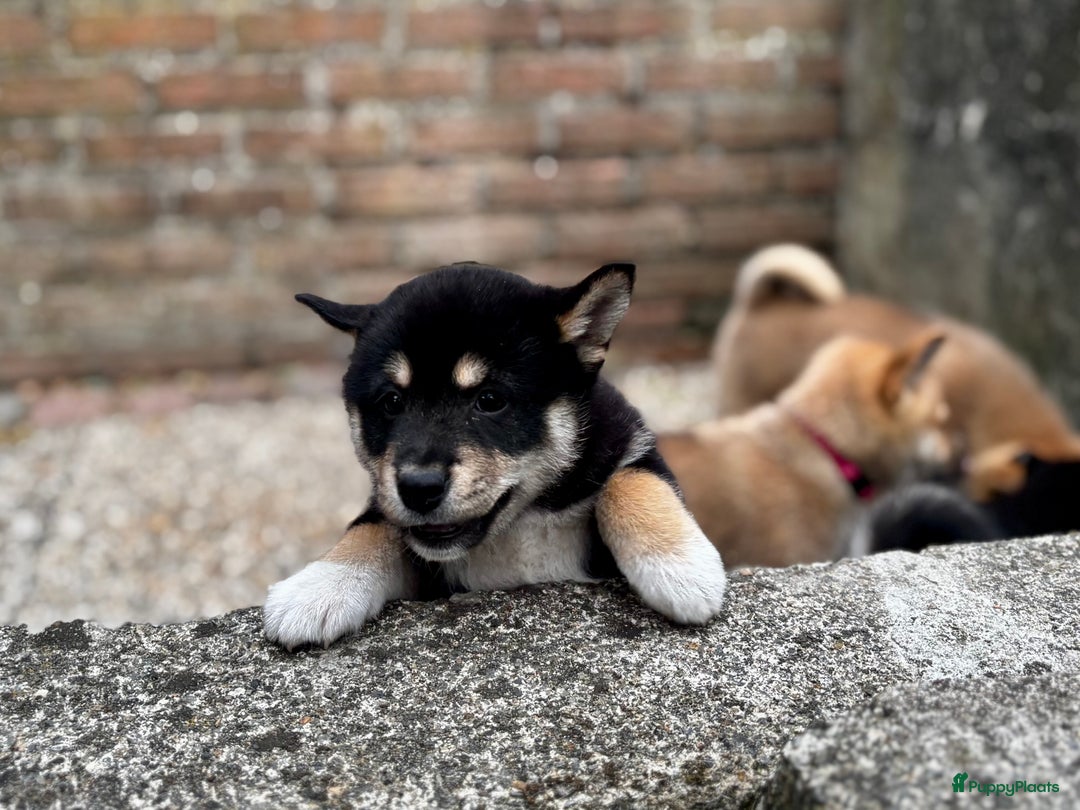 Shiba honden te koop: Shiba inu in Genk - Afbeelding 5