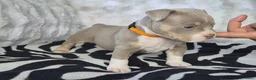 Amerikaanse Bully honden te koop: amerikaanse pocket bully's - Advertentie 11