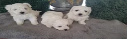 Maltezer honden te koop: Maltezer pups. Rasecht. Vader en moeder aanwezig - Advertentie 5