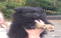 Pomeriaan honden te koop: 6(nog 2)Prachtig gekleurde kleine Pommeriaantjes!  - Advertentie 4