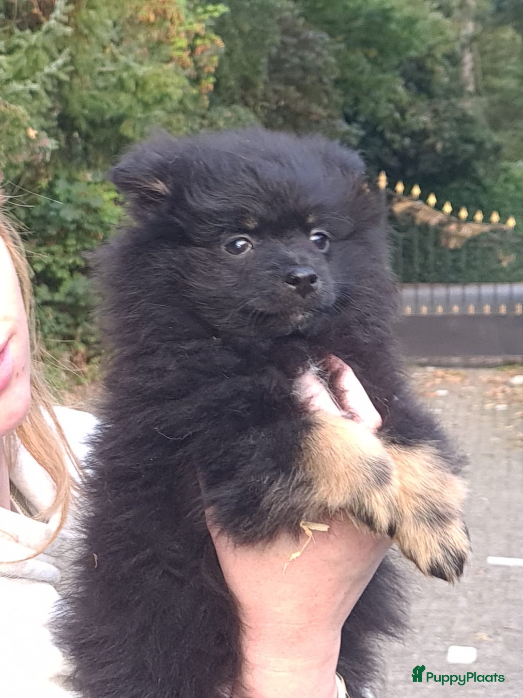 Pomeriaan honden te koop: 6(nog 2)Prachtig gekleurde kleine Pommeriaantjes!  - Advertentie 4